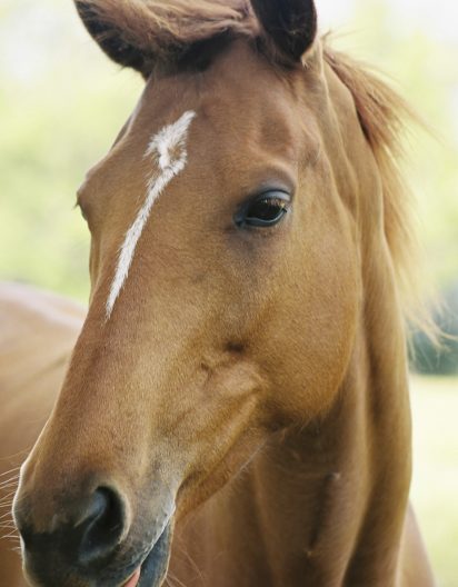 Revesby Estate resident at Liveries